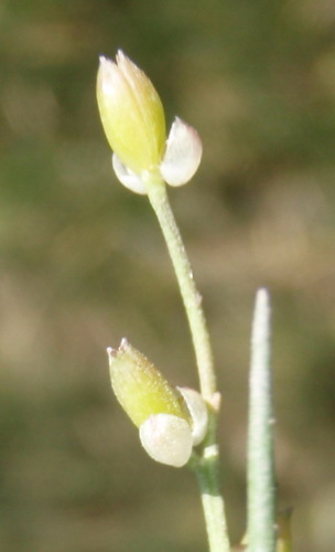Triglochin bulbosa (Triglochin bulbosa)