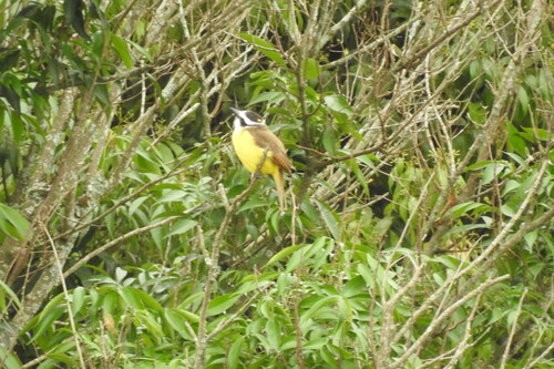 Great Kiskadee
