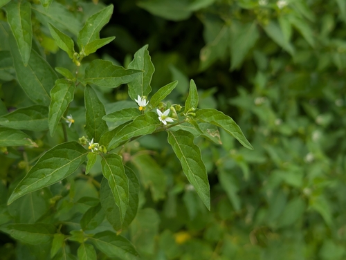 Solanum americanum observed 2026-09-07