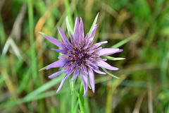 Tragopogon porrifolius