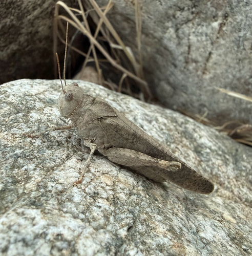 Carolina Grasshopper