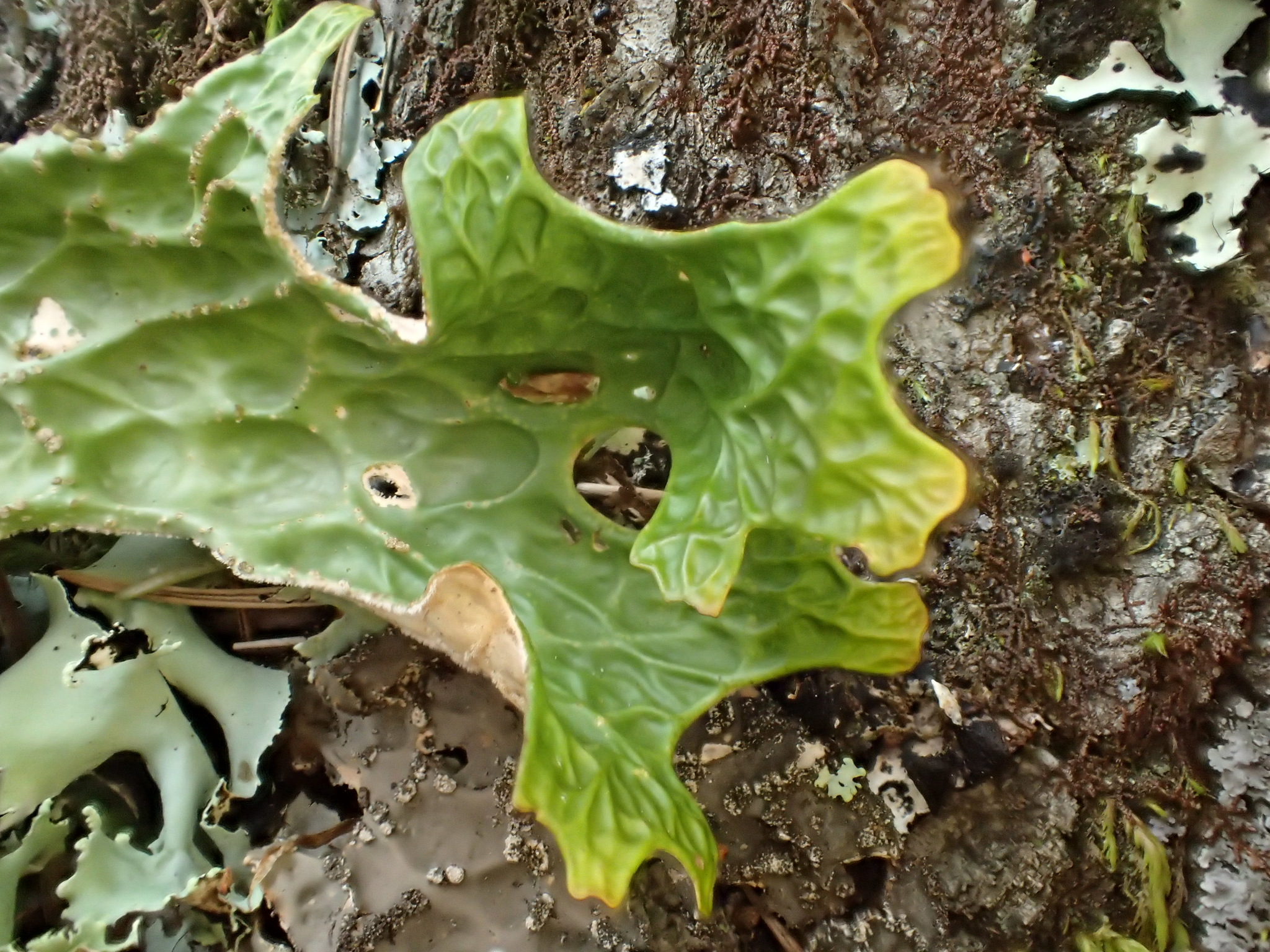 Lobariaceae image
