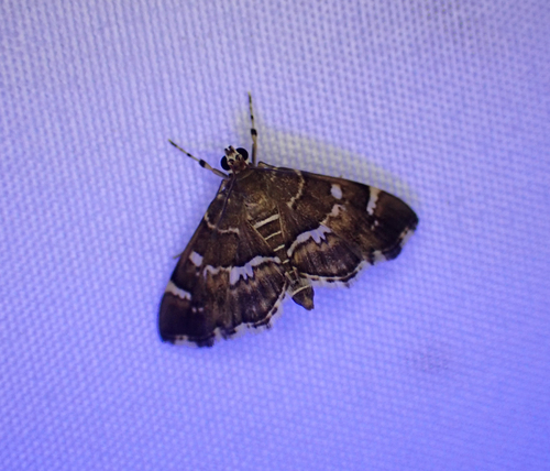 Spotted Beet Webworm Moth photo 4