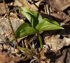 Trillium camschatcense