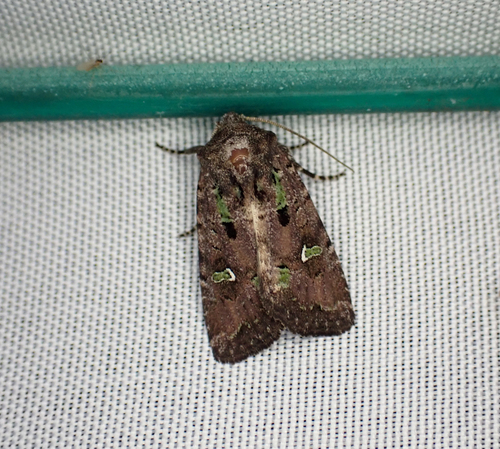 Bristly Cutworm Moth photo 5