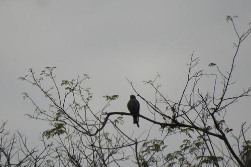 Plumbeous Kite