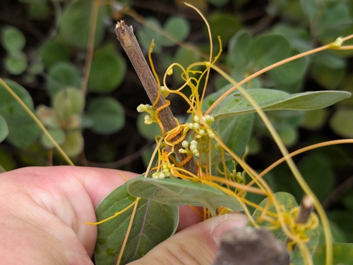 Cuscuta pentagona observed 2026-09-07