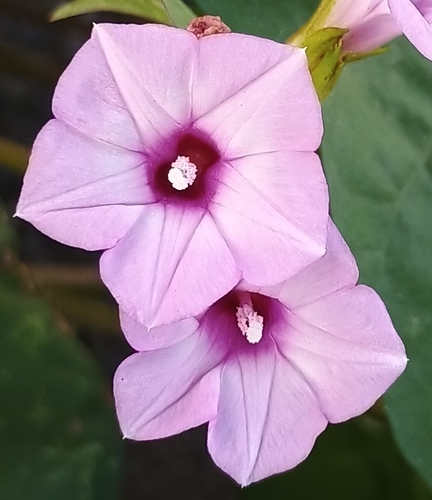Ipomoea triloba observed 2026-09-07