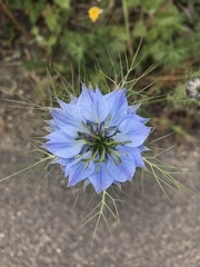 Nigella