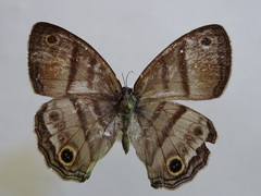 Cissia labe