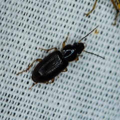 Stenolophus ochropezus