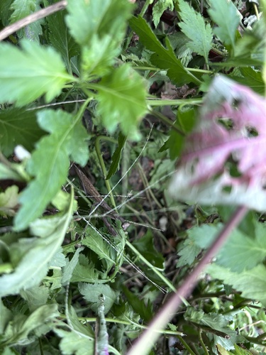 Asian Jumping Mantis