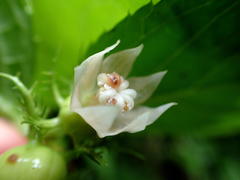 Cyclocodon lancifolius