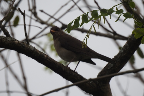 Creamy-bellied Thrush