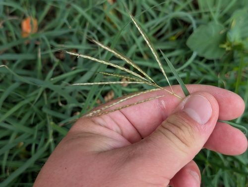 Bothriochloa pertusa observed 2026-09-07
