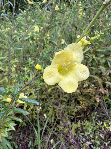Aureolaria flava
