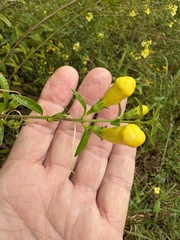 Aureolaria flava, photograph author not stated, no rights reserved