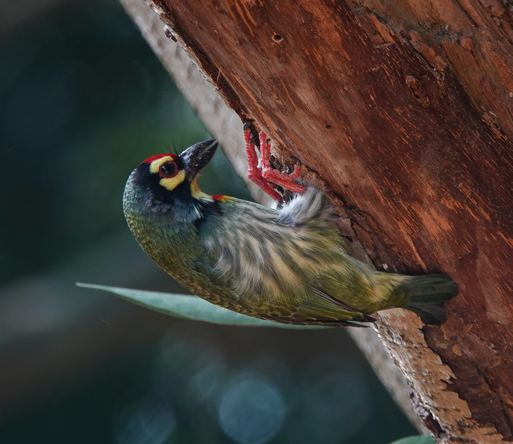 Coppersmith Barbet (Psilopogon haemacephalus)