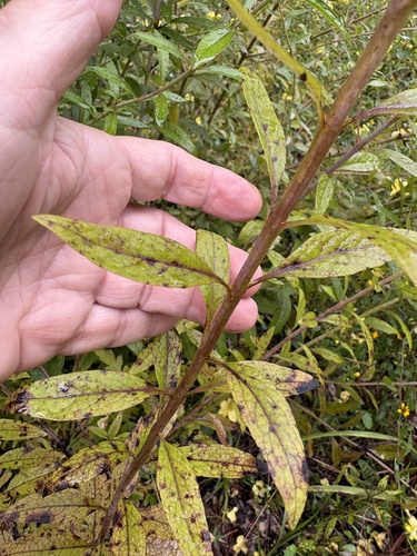 Aureolaria flava, photograph 4