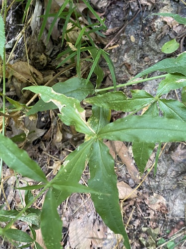 Silene stellata, photograph 5