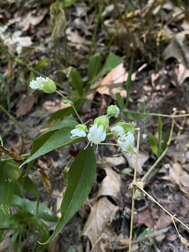 Silene stellata, photograph 4