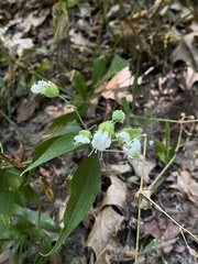Silene stellata, photograph (c) Nizar Jibrin, some rights reserved (CC BY)