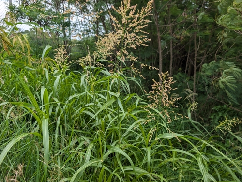 Sorghum halepense observed 2026-09-07