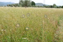 Tragopogon porrifolius