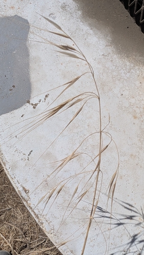 Bromus rigidus observed 2026-09-07