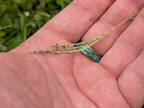 Bothriochloa macra observed 2026-09-07