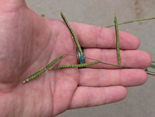 Paspalum dilatatum observed 2026-09-07