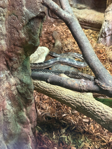 Photo of a Gray Rat Snake (Pantherophis spiloides)