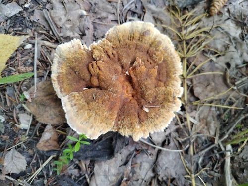 Woolly Velvet Polypore