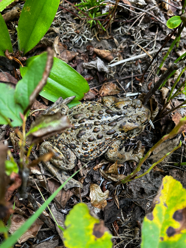 Western Toad