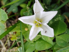 Convolvulus arvensis