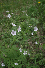 Geranium asiaticum