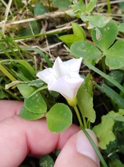 Convolvulus arvensis