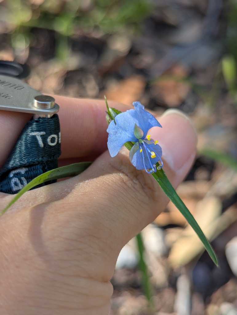 Birdbill dayflower (Commelina dianthifolia)