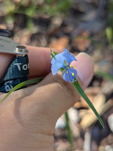 Commelina dianthifolia, photograph 6