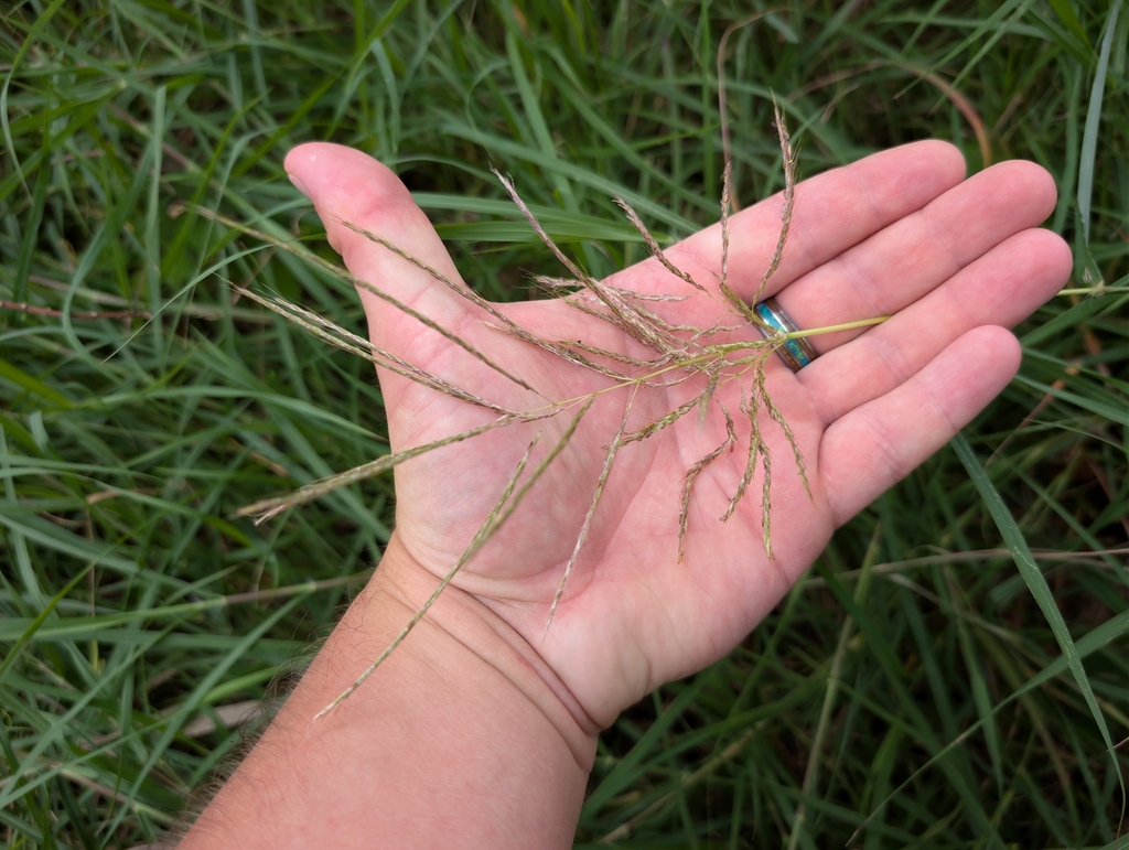 Bothriochloa bladhii; photograph author not stated, no rights reserved