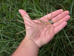 Bothriochloa bladhii