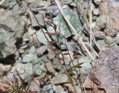 Festuca microstachys