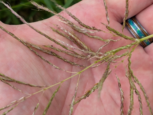 Bothriochloa bladhii, photograph 1