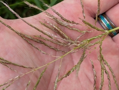 author not stated, no rights reserved Bothriochloa bladhii, photograph author not stated, no rights reserved