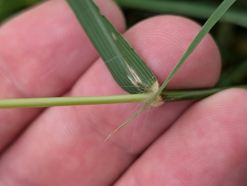 Bothriochloa bladhii, photograph 2