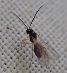 Hymenoptera