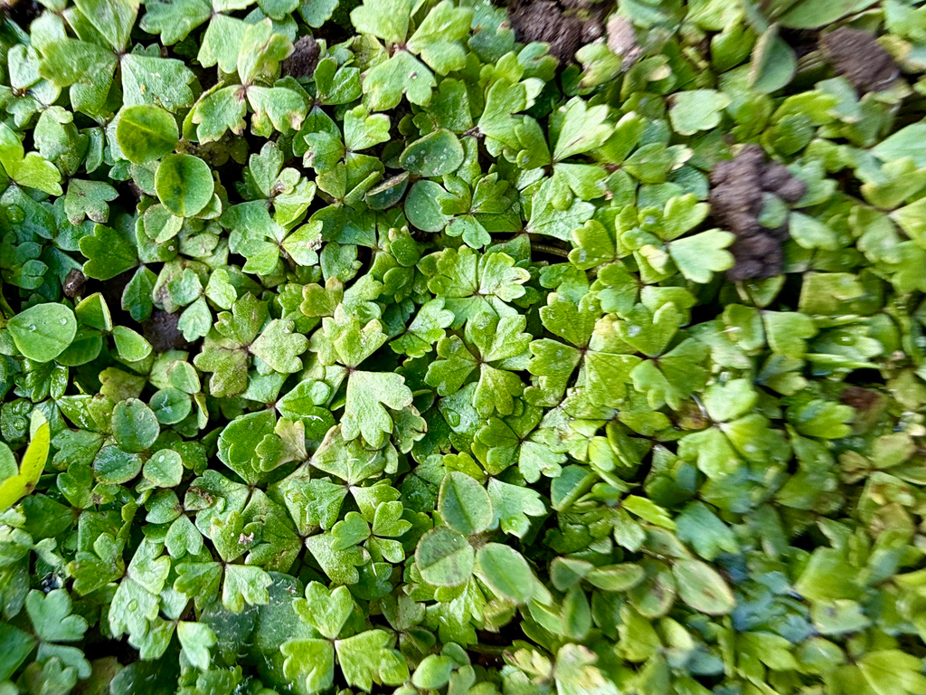 Hydrocotyle tripartita; photograph (c) Tom Beard, some rights reserved (CC BY)