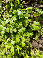 Hydrocotyle tripartita, photograph (c) Tom Beard, some rights reserved (CC BY)