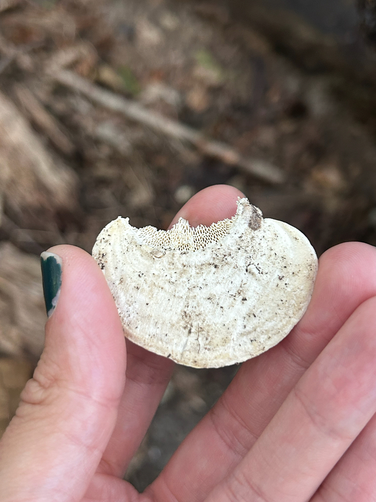 Lumpy Bracket · September 2026 · photo: Photo: (c) Bethany Dennis, some rights reserved (CC BY) · iNaturalist