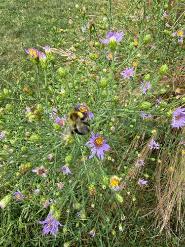Common Eastern Bumble Bee
